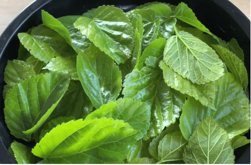 mulberry leaves extract powder